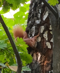 Sciurus vulgaris