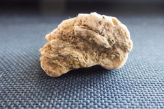 Pseudochama gryphina