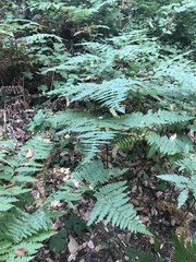 Pteridium aquilinum pubescens