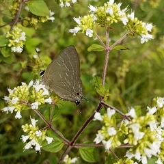 Deudorix epijarbas