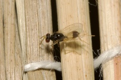 Euplectrus