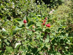 Amelanchier alnifolia