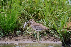 Burhinus vermiculatus
