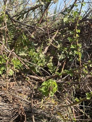 Hibiscus diversifolius rivularis