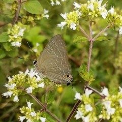 Deudorix epijarbas