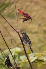 Emberiza fucata