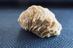 Pseudochama gryphina