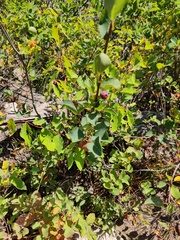 Amelanchier alnifolia