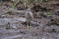 Burhinus vermiculatus