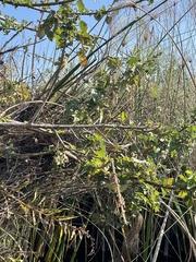 Hibiscus diversifolius rivularis
