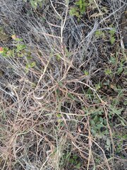Melinis minutiflora