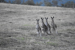 Macropus giganteus