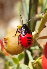 Canthophorus melanopterus