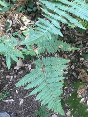 Pteridium aquilinum pubescens