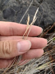 Heteropogon contortus