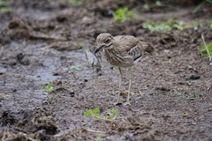 Burhinus vermiculatus