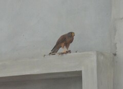 Falco tinnunculus