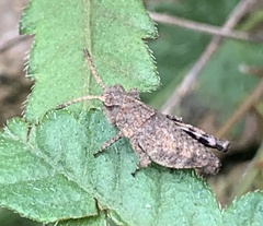 Oedipodinae