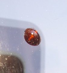 Chilocorus bipustulatus