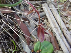 Cyrtostylis robusta