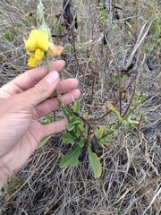Crotalaria assamica