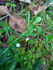 Drosera aberrans