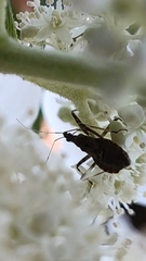 Himacerus apterus