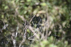 Cacomantis flabelliformis