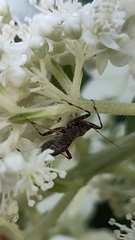 Himacerus apterus