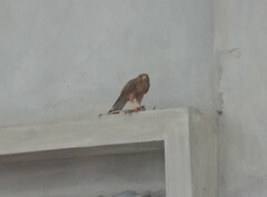 Falco tinnunculus