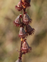 Agrimonia eupatoria eupatoria