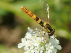 Sphaerophoria philanthus