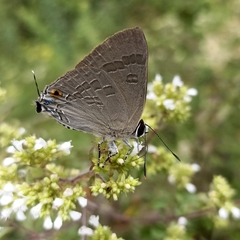Deudorix epijarbas