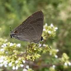 Deudorix epijarbas
