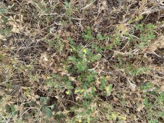 Stylosanthes viscosa