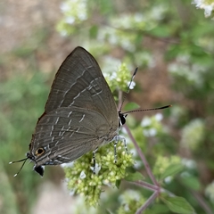 Deudorix epijarbas