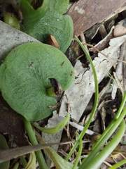 Corybas incurvus