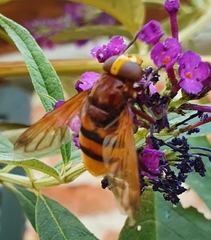 Volucella zonaria
