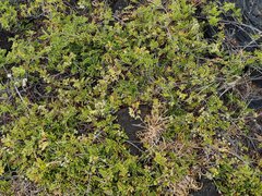 Osteomeles anthyllidifolia