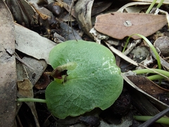 Corybas incurvus