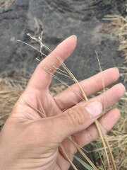 Panicum repens
