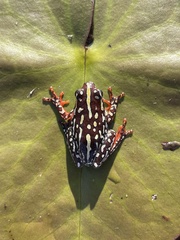 Hyperolius parallelus