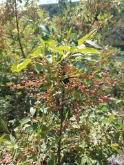 Pistacia terebinthus