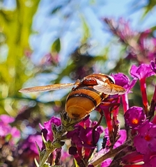 Volucella zonaria
