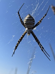 Argiope trifasciata