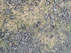 Panicum repens