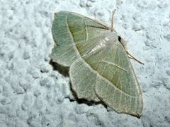 Campaea margaritaria