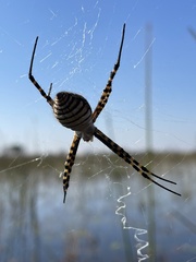 Argiope trifasciata