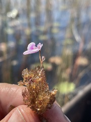 Utricularia benjaminiana image
