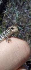 Lacerta agilis